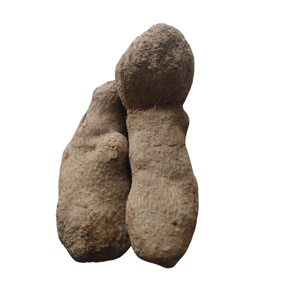 31 White Yam